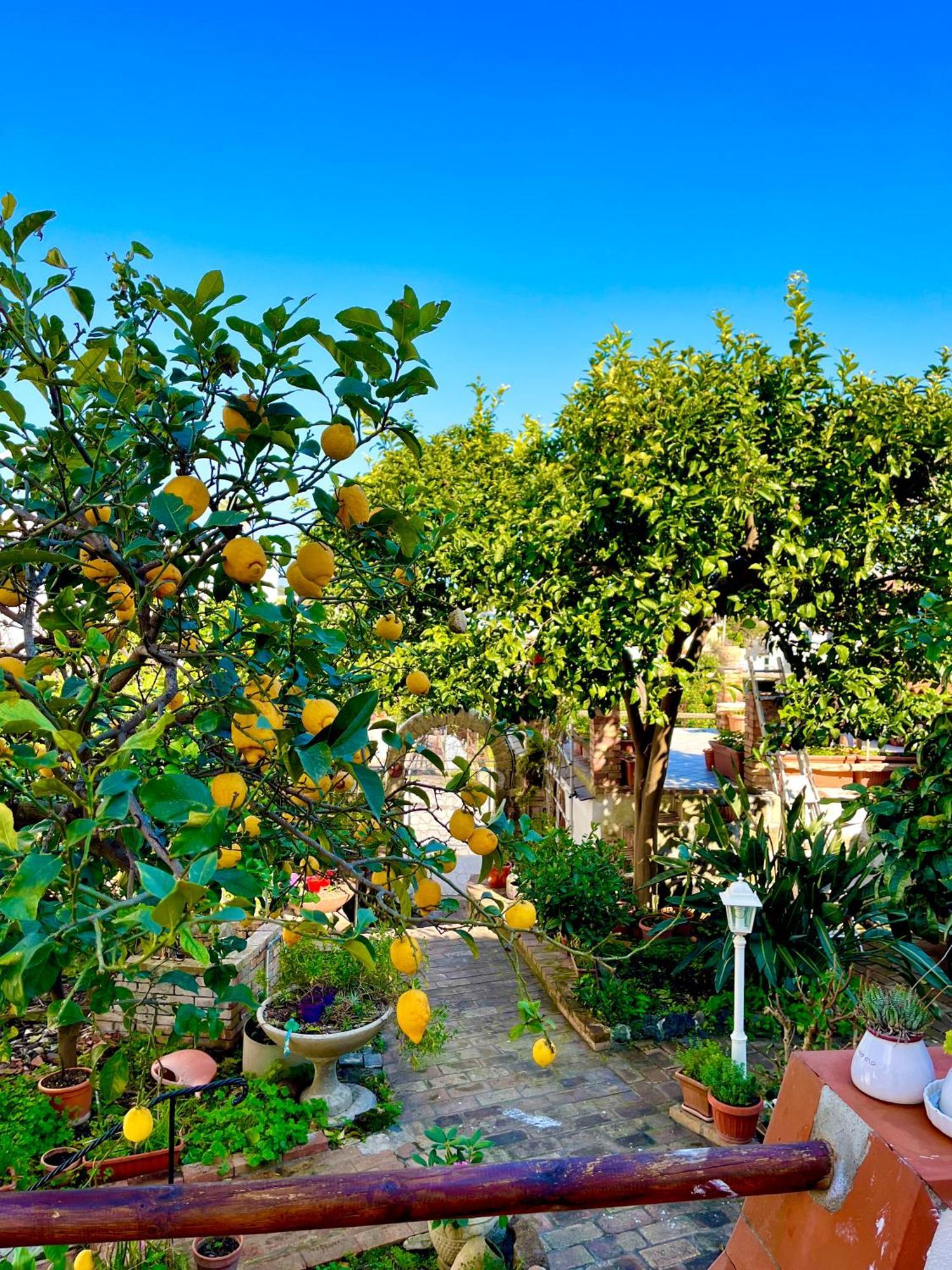 Villa Elke Ischia Exterior photo